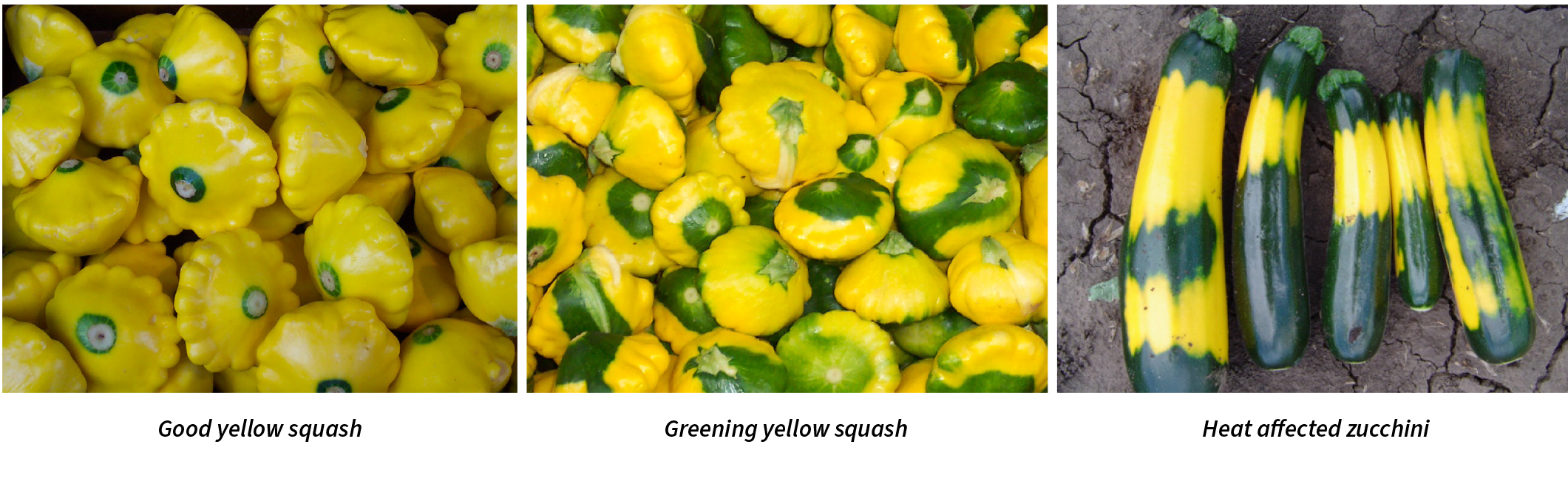 Greening-problems-in-yellow-squash-and-zucchini.jpg