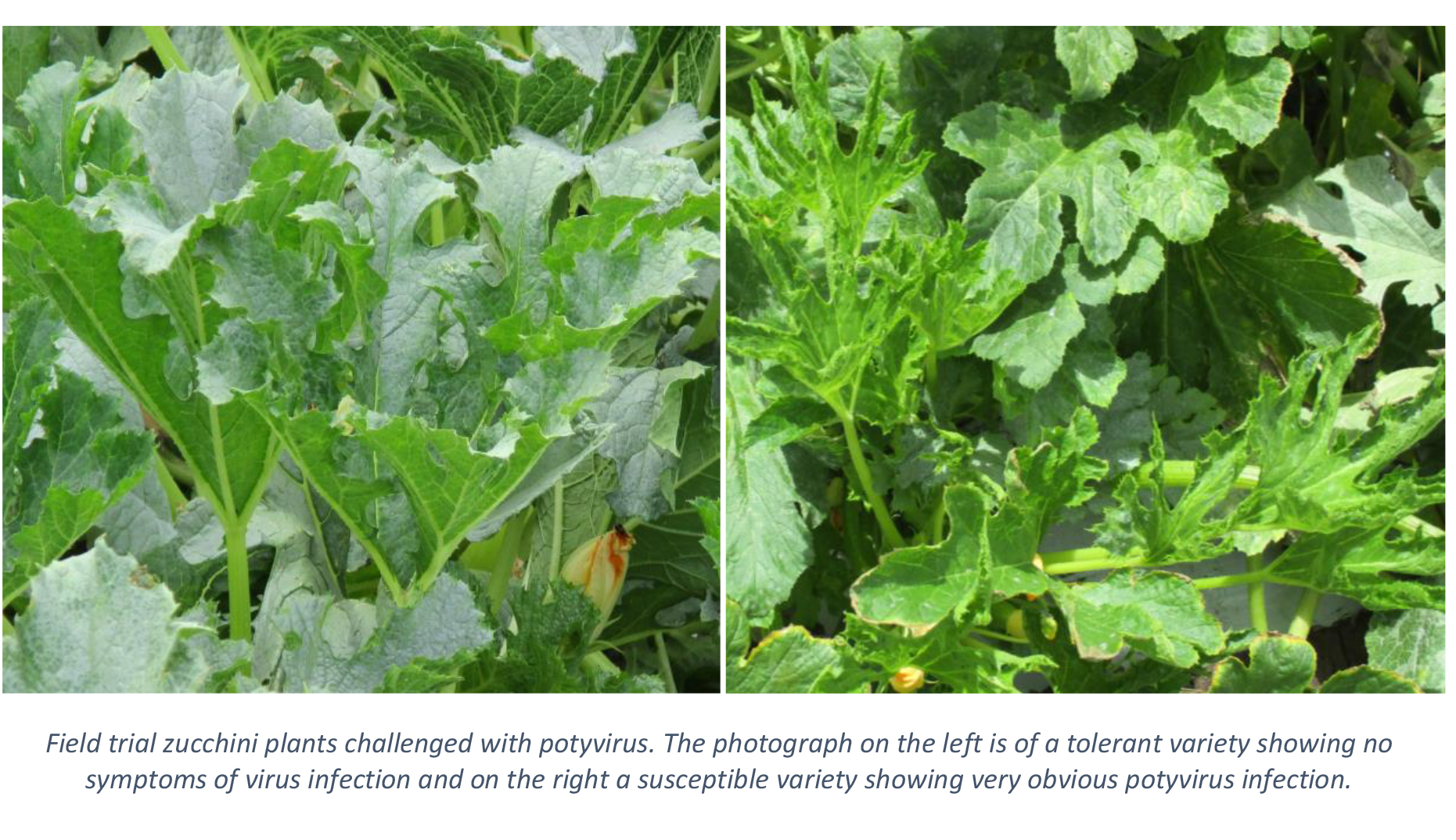 Managing-potyvirus-IMAGE2.jpg